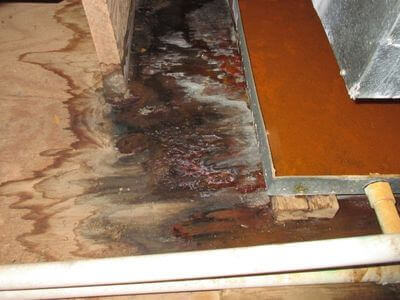 About East Falmouth Mold Specialist - mold removal experts in East Falmouth, MA