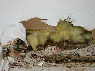 Professional mold removal services in East Falmouth, MA - East Falmouth Mold Specialist